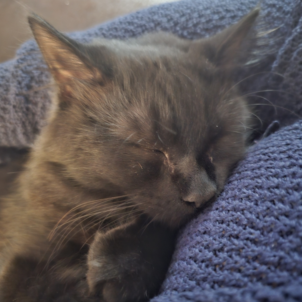 Meet your Posher, Veronica